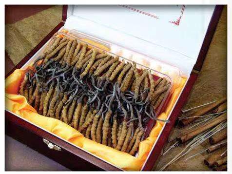 都匀冬虫夏草回收